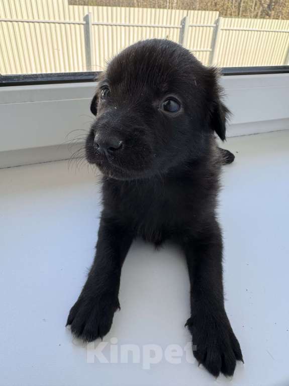 Собаки в Москве: Крохотный Гриша ищет дом Мальчик, Бесплатно - фото 2