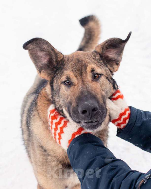 Собаки в других городах Московской области: Чивас ждет чуда Мальчик, Бесплатно - фото 1