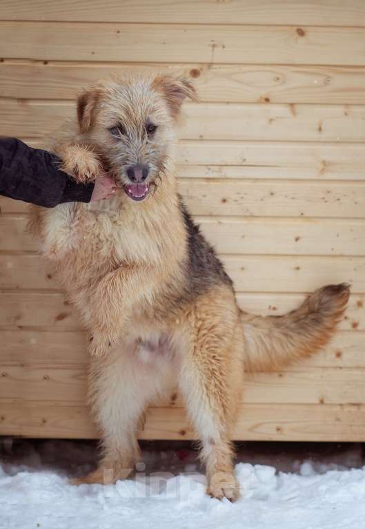 Собаки в Москве: щенок Флинт ищет семью Девочка, Бесплатно - фото 3