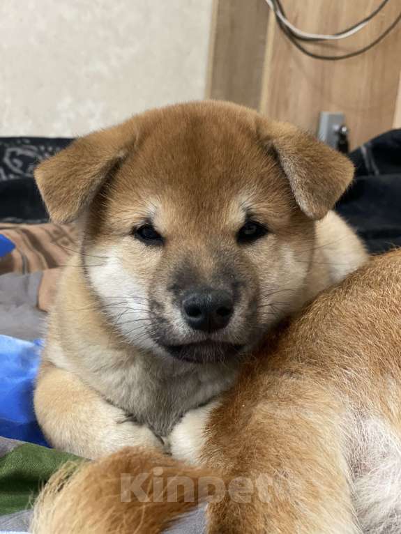 Собаки в Санкт-Петербурге: Щенок сиба-ину мальчик Мальчик, 70 000 руб. - фото 10