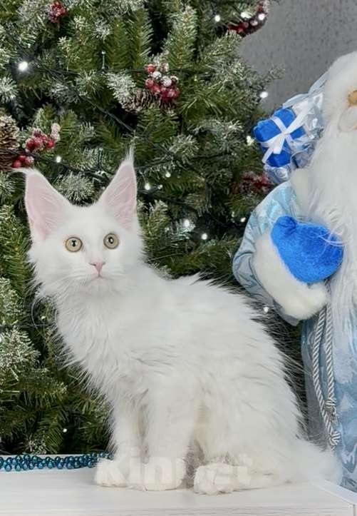 Кошки в других городах Московской области: Фиби Девочка, 55 000 руб. - фото 4