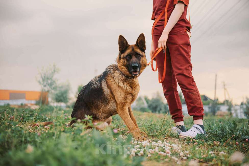 Собаки в Москве: Немецкая овчарка Земфира в приюте ищет дом Девочка, 10 руб. - фото 3