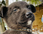 Собаки в Коломне: Малыш Молчун-философ ищет дом Мальчик, 100 руб. - фото 3