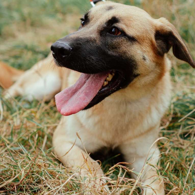 Собаки в Москве: Потап Мальчик, Бесплатно - фото 3