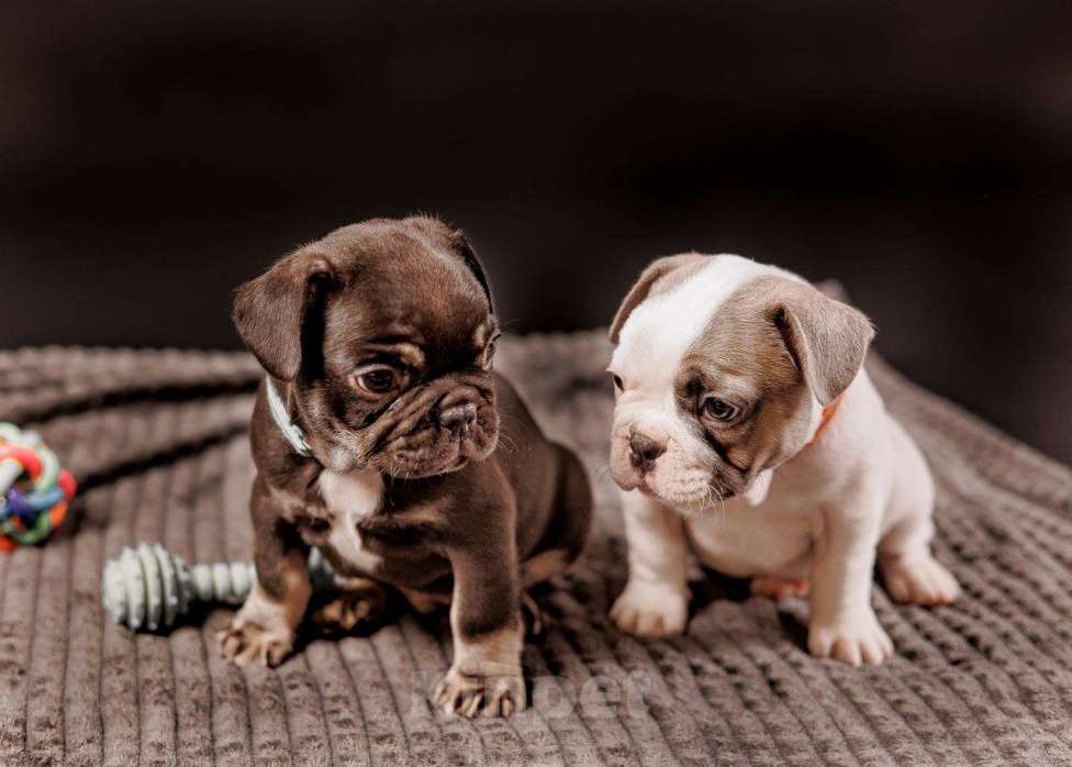 Собаки в Шахте: Французский пирожок   Мальчик, 80 000 руб. - фото 4