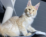 Кошки в Москве: Котенок Мейн Кун Мальчик, 35 000 руб. - фото 4