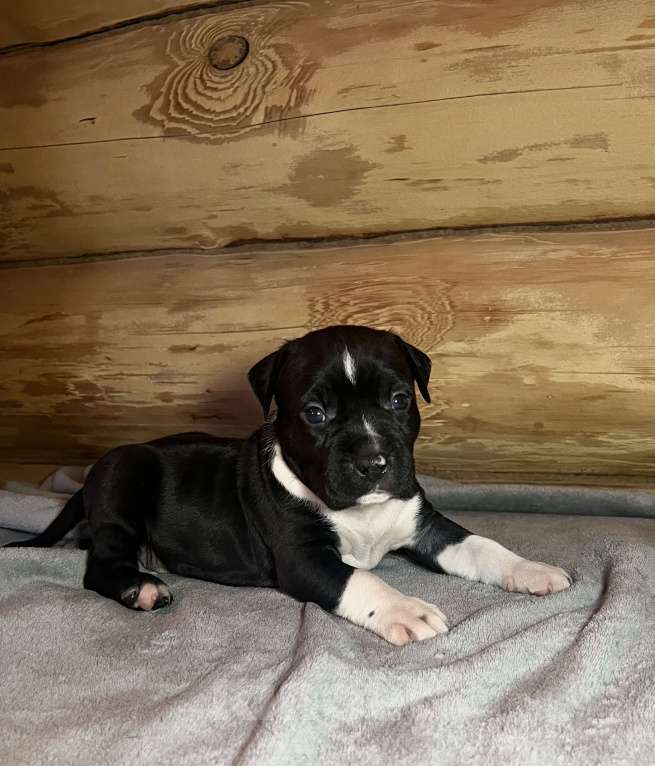 Собаки в Москве: Щенок американского стаффордширского терьера! ???? Мальчик, 75 000 руб. - фото 6