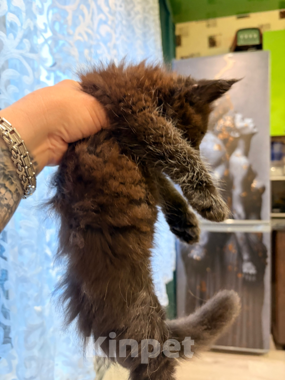 Кошки в Рязани: Мейн-Кун котенок черный солид полидакт Мальчик, 100 000 руб. - фото 2