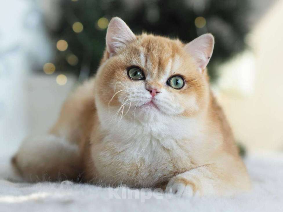 Кошки в Москве: Красивая британская кошечка Девочка, 25 000 руб. - фото 8