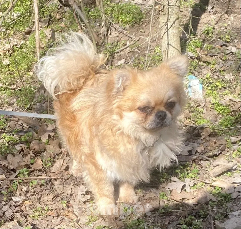 Собаки в Ростове-на-Дону: Красавец Марик в поисках дома! Мальчик, Бесплатно - фото 5