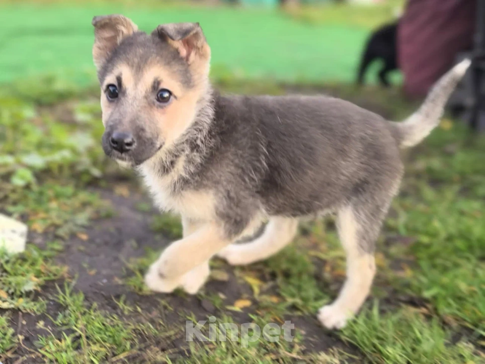 Собаки в Лосином-Петровском: Селин из ппбж Якутска Девочка, Бесплатно - фото 5
