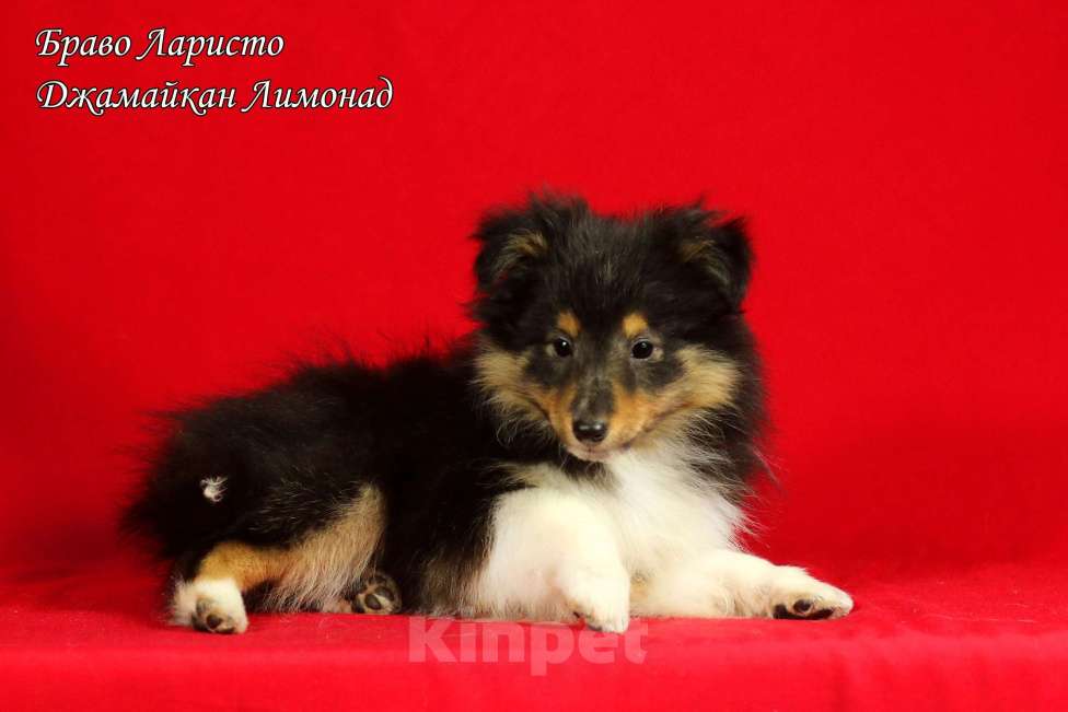 Собаки в Рязани: Щенки шелти. Девочка, Бесплатно - фото 7