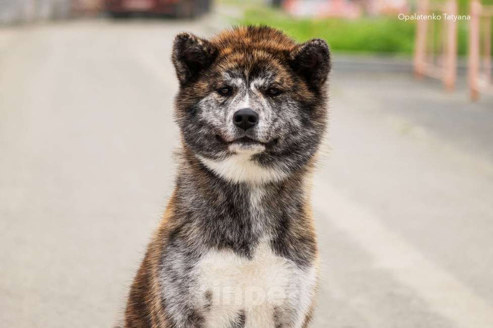 Собаки в Арсеньеве: Щенок акита, тигровый мальчик Мальчик, 50 000 руб. - фото 4