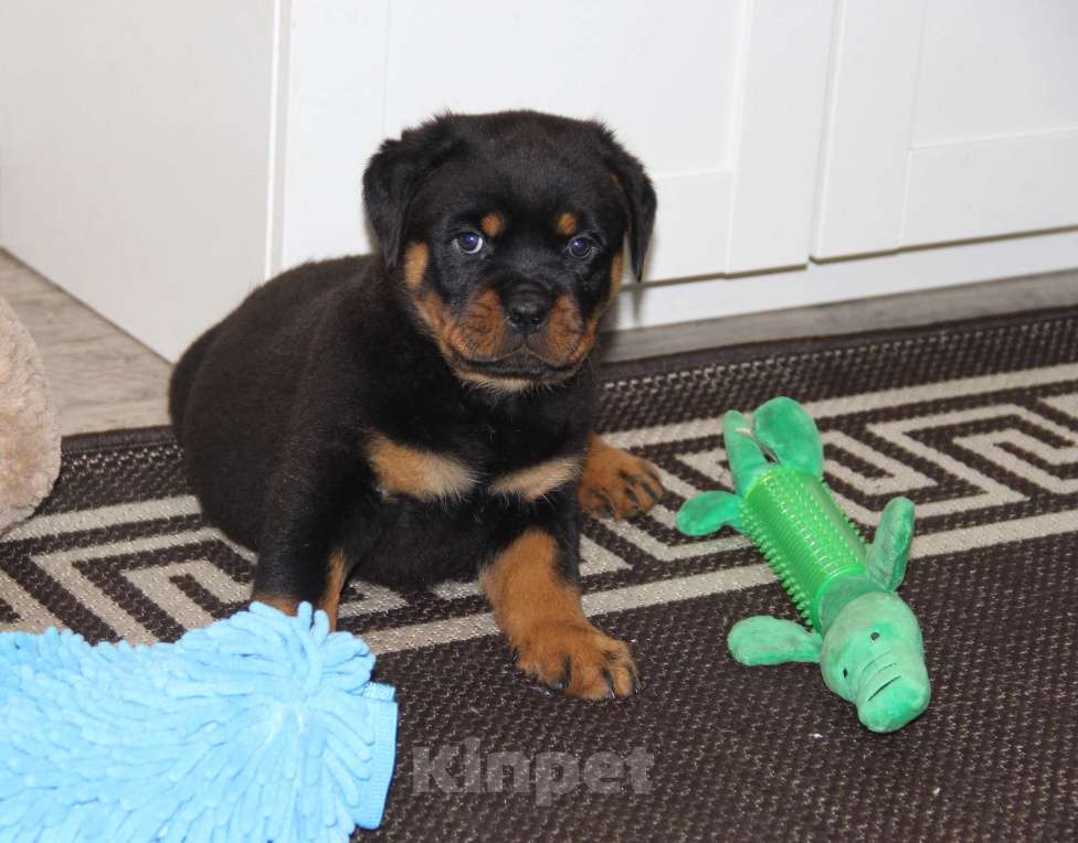 Собаки в Казани: щенок ротвейлера Девочка, 50 000 руб. - фото 1