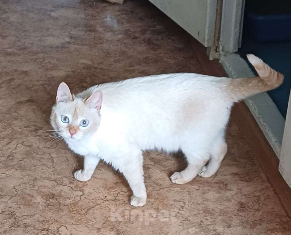 Кошки в Москве: Тайская кошечка в добрые руки Девочка, Бесплатно - фото 4