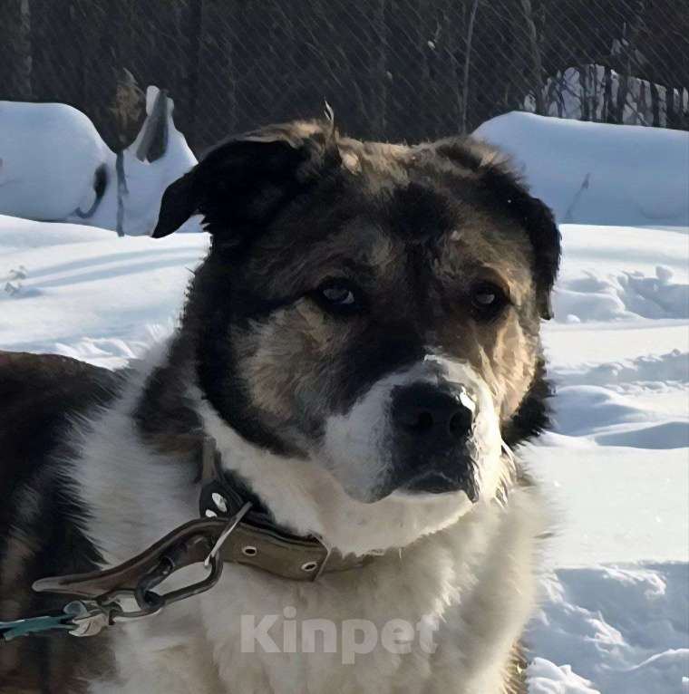 Собаки в Королеве: В поисках дома Берта. Девочка, Бесплатно - фото 4