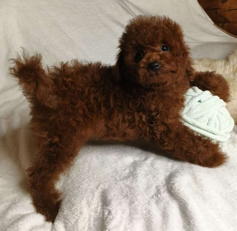 Собаки в Москве: щенок Китайский тедди пудель (Teddy Bear) Мальчик, 150 000 руб. - фото 5