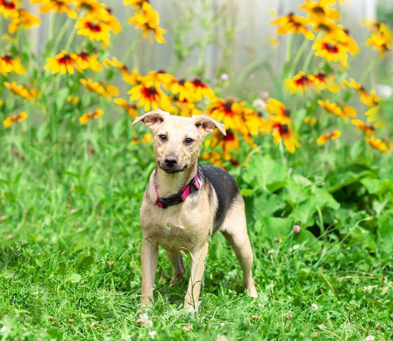 Собаки в Москве: Крошка Лаки — миниатюрное счастье в дар Мальчик, 1 руб. - фото 4