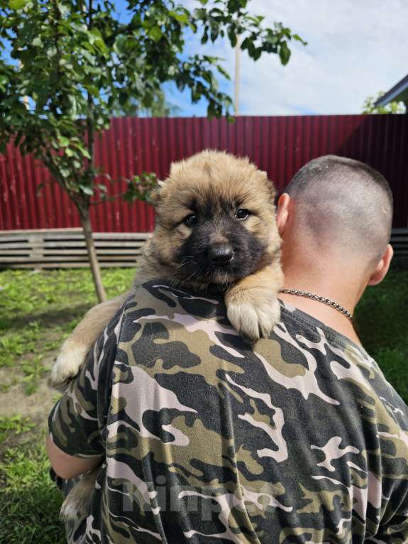 Собаки в других городах Свердловской области: Щенки кавказской овчарки Девочка, 20 000 руб. - фото 2