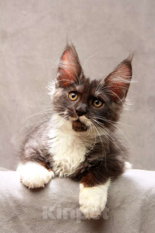 Кошки в Москве: Красавица с окрасом дымная с белым Девочка, 40 000 руб. - фото 1