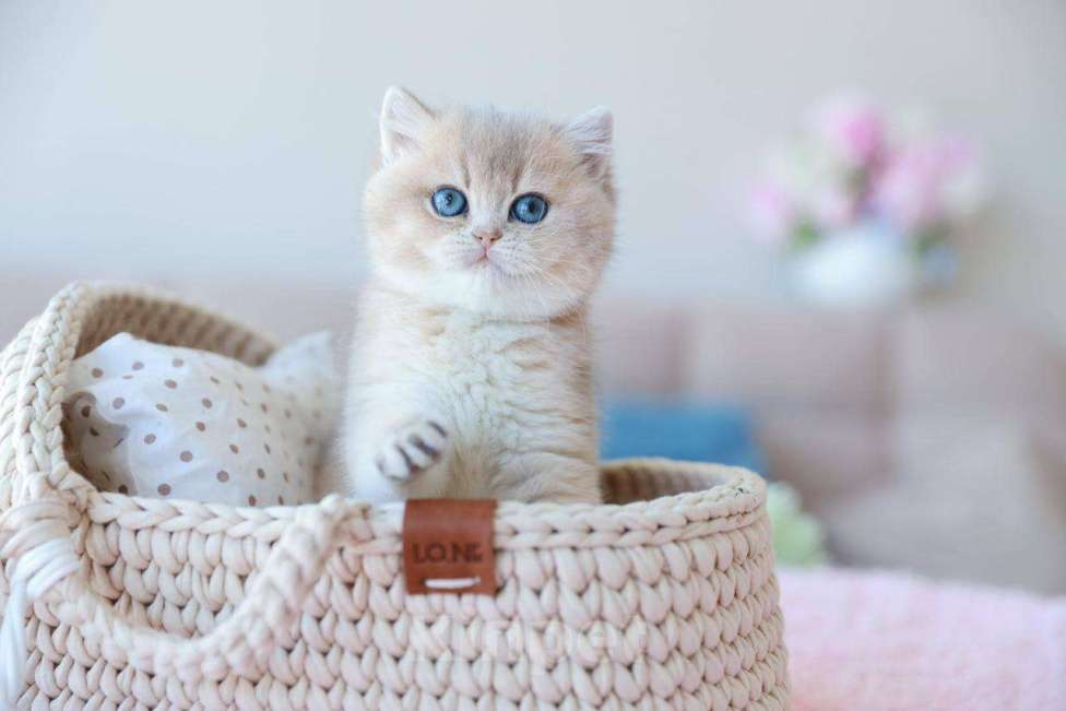 Кошки в Москве: Британская девочка Джоли Девочка, 170 000 руб. - фото 6