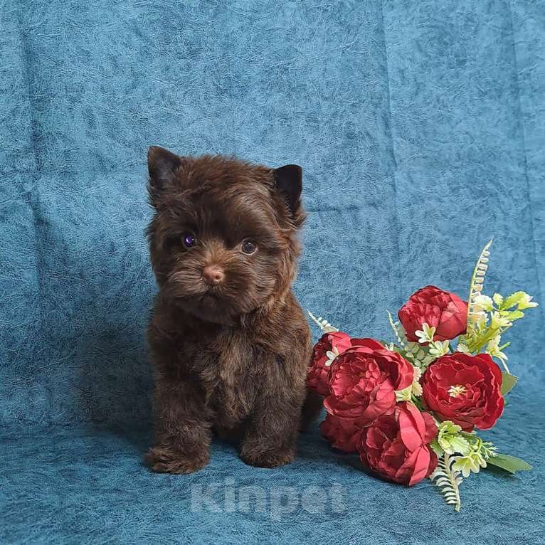 Собаки в Санкт-Петербурге: Шоколадный йорк девочка без подпала Девочка, 120 000 руб. - фото 7