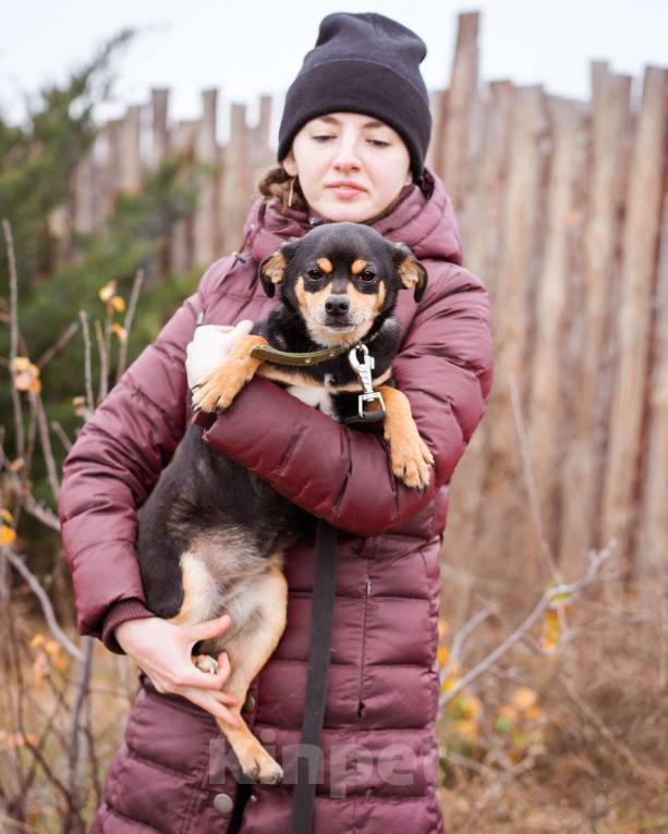 Собаки в Москве: Маленькая собачка из приюта ищет семью. Девочка, Бесплатно - фото 1