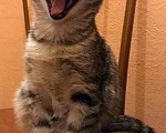 Кошки в Москве: Бенгальский котенок (метис) Лина, 10 месяцев, Бесплатно - фото 4