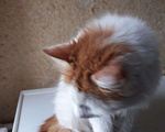 Кошки в Кувшиново: Потеряшка-Кошечка Принцесса, Бесплатно - фото 2