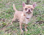 Собаки в Москве: Девочка Чихуахуа лиловая Девочка, Бесплатно - фото 5