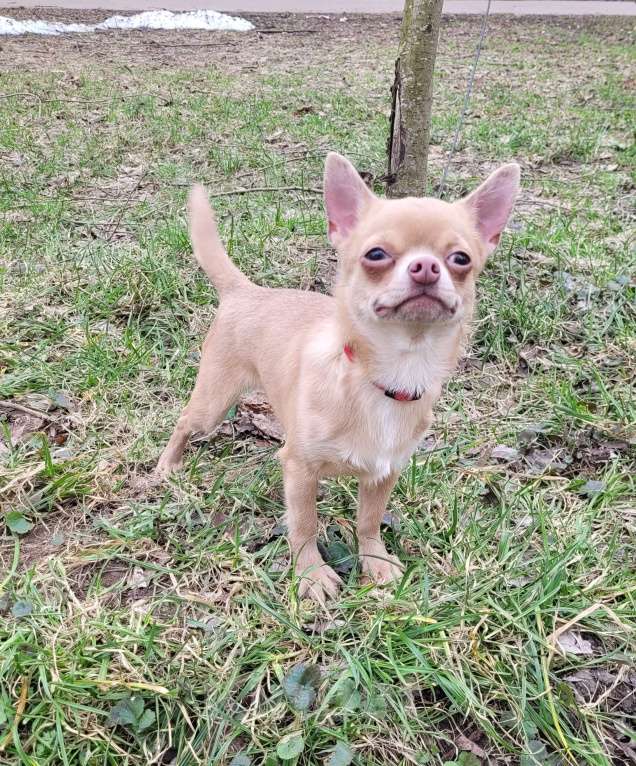 Собаки в Москве: Девочка Чихуахуа лиловая Девочка, Бесплатно - фото 5