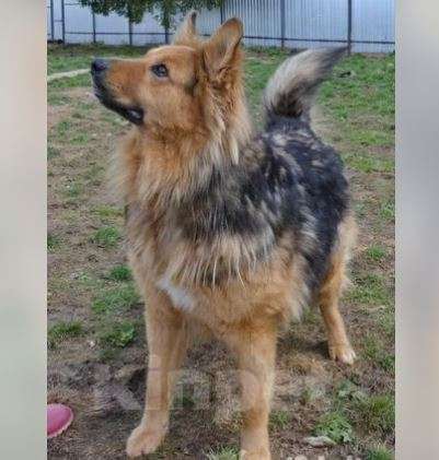 Собаки в Москве: Геракл Мальчик, Бесплатно - фото 2