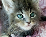 Кошки в Москве: Мейн-кун мальчик Мальчик, 45 000 руб. - фото 2