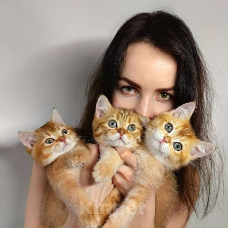 Кошки в Москве: Шотландский котик золотая шиншилла  Мальчик, 30 000 руб. - фото 8