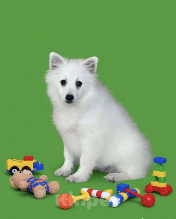 Собаки в Москве: Кобель японского шпица Мальчик, 50 000 руб. - фото 3