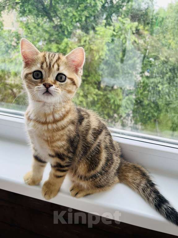 Кошки в Перми: Шотландские котики и кошечки Мальчик, 20 000 руб. - фото 2