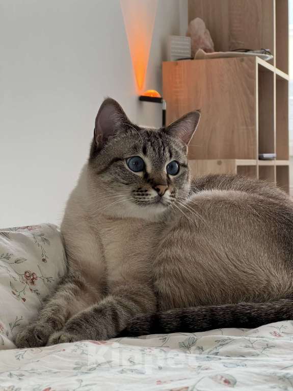 Кошки в Санкт-Петербурге: Пропал кот Саймон Мальчик, 10 000 руб. - фото 2