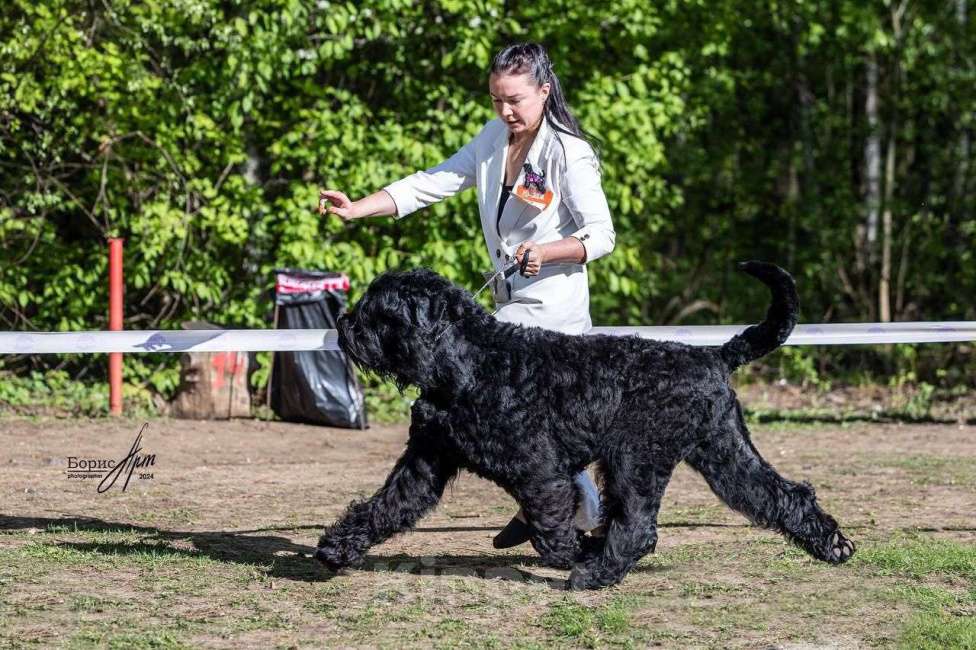 Собаки в Химках: Русский черный терьер, щенки  Девочка, 65 000 руб. - фото 2