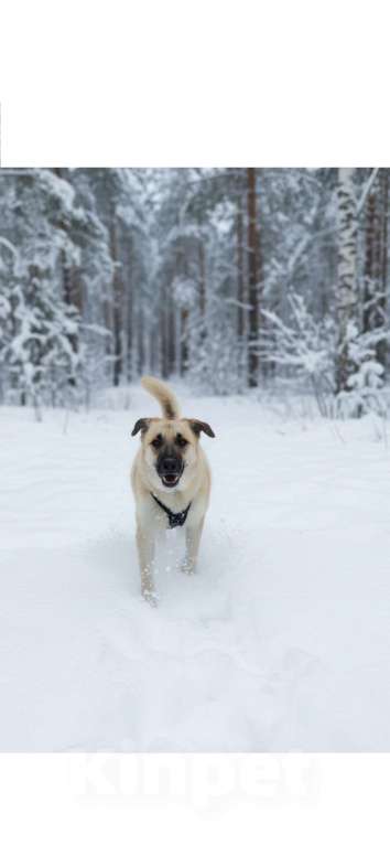 Собаки в Москве: Щенок в добрые руки Мальчик, Бесплатно - фото 9