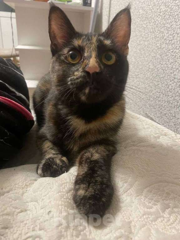 Кошки в Твери: Отдам кошечку в добрые руки Девочка, Бесплатно - фото 2