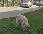Собаки в Электростали: Отдам в добрые руки Мальчик, 1 руб. - фото 4