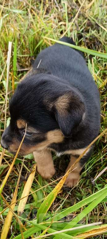 Собаки в других городах Ленинградской области: Цветной язычëк Девочка, Бесплатно - фото 6