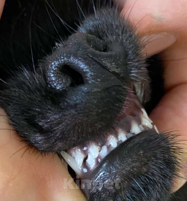 Собаки в Москве: продаётся мальчик чихуахуа чёрного окраса Мальчик, 50 000 руб. - фото 2