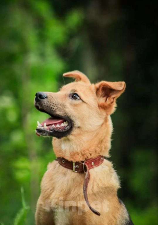 Собаки в других городах Московской области: Собака из приюта Мальчик, Бесплатно - фото 1