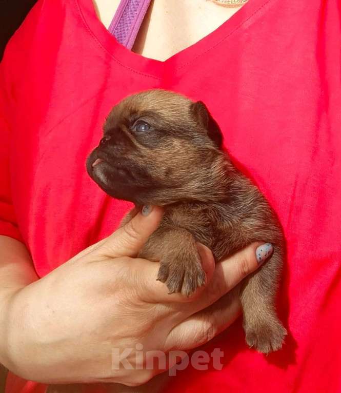 Собаки в Москве: Рыжик мальчик брабик Мальчик, 35 000 руб. - фото 3