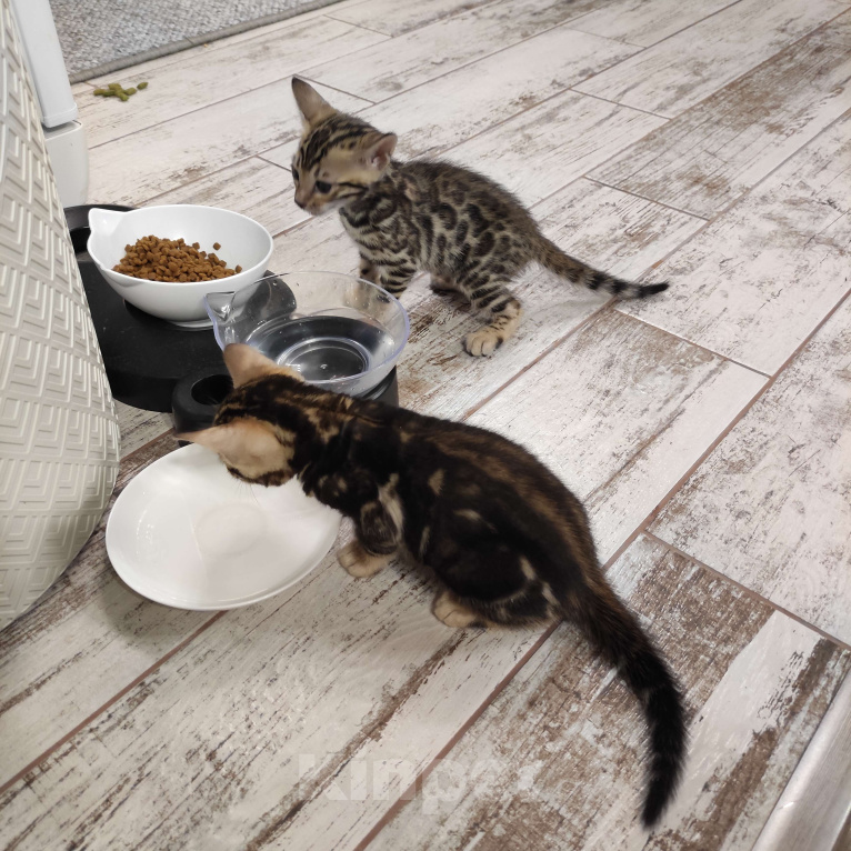 Кошки в Ростове-на-Дону: Бенгальские котята Девочка, 17 000 руб. - фото 2