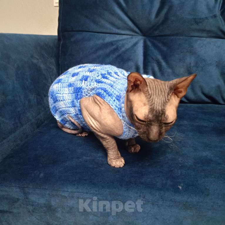 Кошки в Санкт-Петербурге: Отдам кота в добрые руки Мальчик, Бесплатно - фото 1