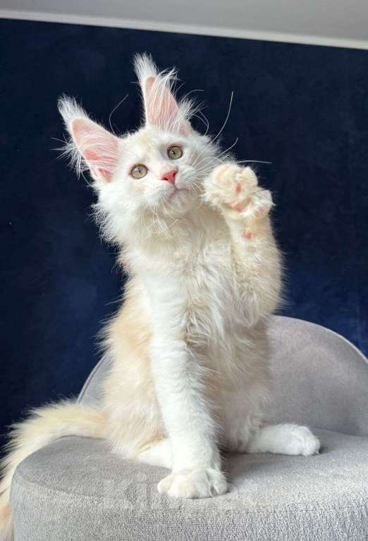 Кошки в Москве: Шикарный мейн кун Мальчик, 50 000 руб. - фото 1