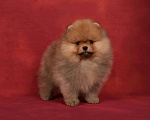 Собаки в Москве: Померанский карликовый шпиц мальчик Мальчик, 45 000 руб. - фото 1