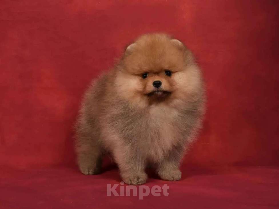 Собаки в Москве: Померанский карликовый шпиц мальчик Мальчик, 45 000 руб. - фото 1